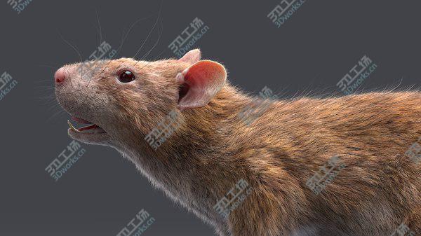images/goods_img/20210312/Rat (Fur) (2) 3D/4.jpg